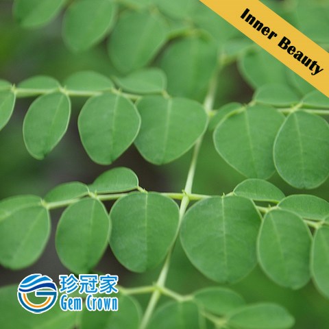 Moringa Power Shape